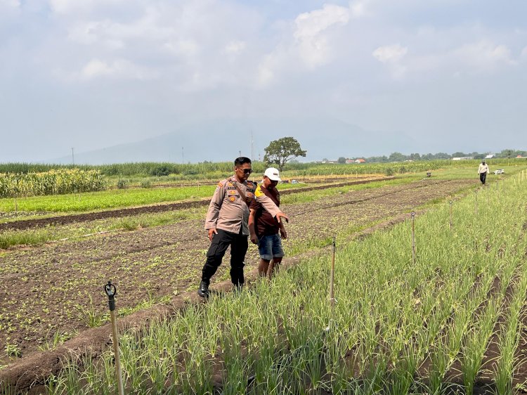Polsek Krembung Optimalkan Ketahanan Pangan Lewat Pendampingan Budidaya Bawang